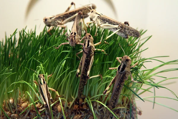 Desert locust — Stock Photo, Image