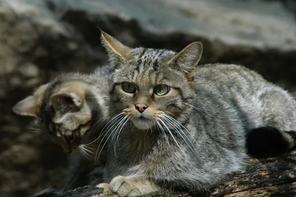 Gato salvaje europeo —  Fotos de Stock