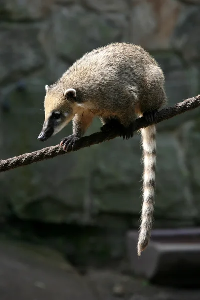 Zuid-Amerikaanse coati — Stockfoto