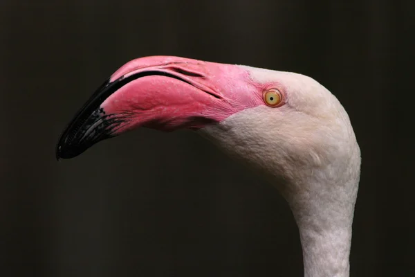 Grotere flamingo — Stockfoto