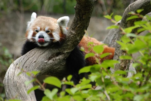 Panda rosso — Foto Stock