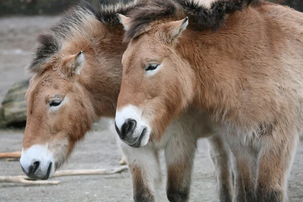 Dois cavalos de Przewalski — Fotografia de Stock