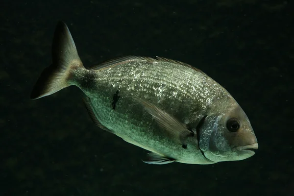 Salema porgy fish — Stock Photo, Image