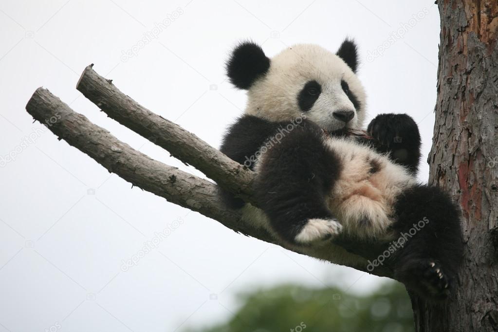 Le foto dei cuccioli di uno degli animali rari pi dolce: il panda - Ecoo 60 Le foto dei cuccioli di uno degli animali rari pi dolce: il panda - Ecoo 5