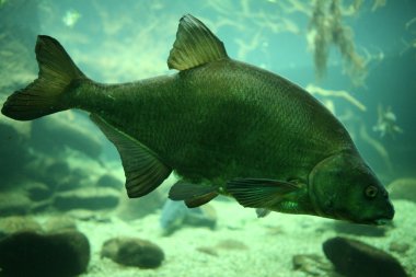 Genel sazan balığı