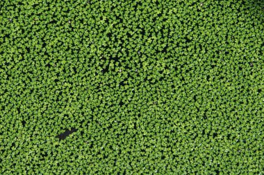 ortak duckweed