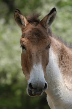 Kiang (Equus kiang)