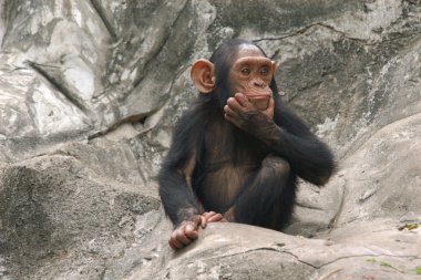 Little chimpanzee clipart