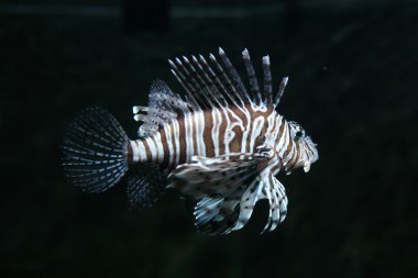 Kırmızı lionfish
