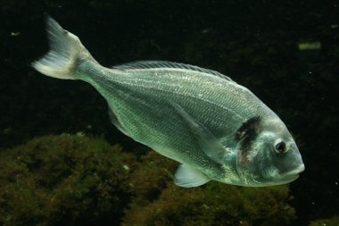 Salema porgy balık