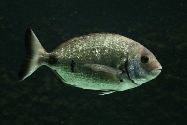 Salema porgy balık