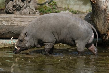 Babirusa (Babyrousa babyrussa)