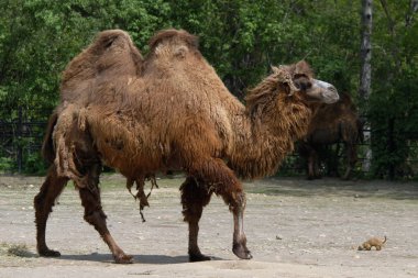 Bactrian deve ve köpek