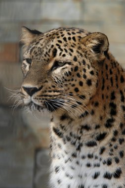 İran leoparı