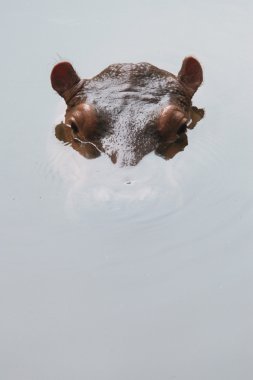 su aygırı (su aygırı amphibius)