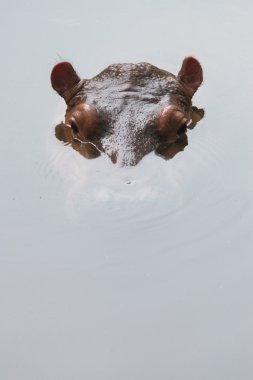Hippopotamus (Hippopotamus amphibius) clipart