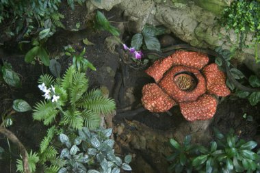 Rafflesia - biggest flower in world clipart