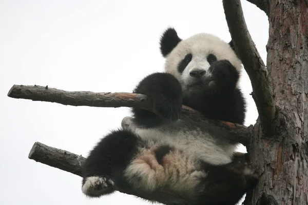 Filhote de panda gigante — Fotografia de Stock