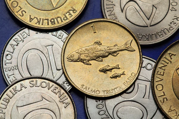Coins of Slovenia — Stock Photo, Image
