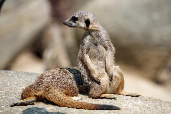 Meerkats (suricata suricatta) — Stock Fotó