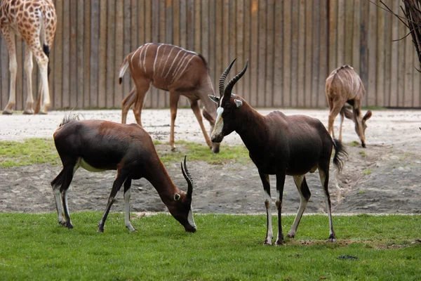 Blesbok antelopes — Stock Photo, Image