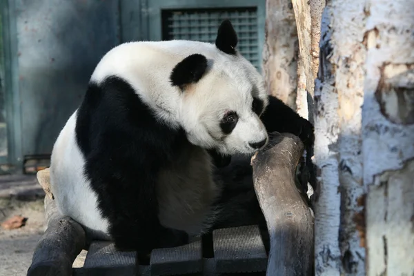 Panda gigante — Foto Stock