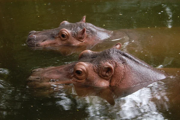 Twee nijlpaarden — Stockfoto