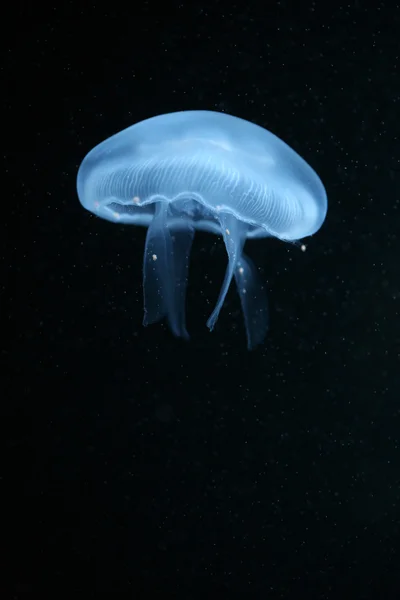 Księżyc jellyfish — Zdjęcie stockowe