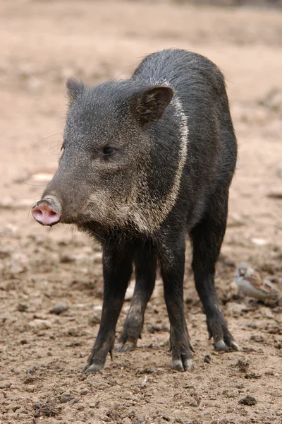 Collared peccary — Zdjęcie stockowe