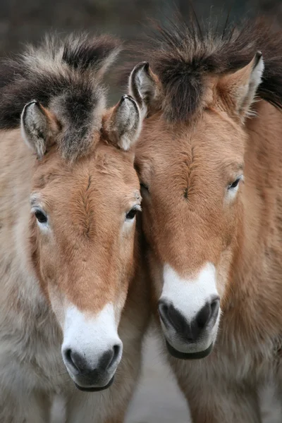 Dois cavalos de Przewalski — Fotografia de Stock