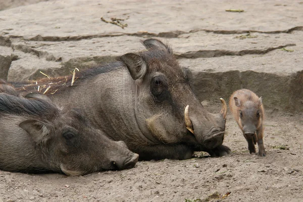 Pouštní warthogs — Stock fotografie
