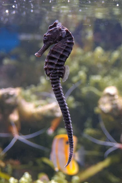 Seepferdchen im Aquarium — Stockfoto