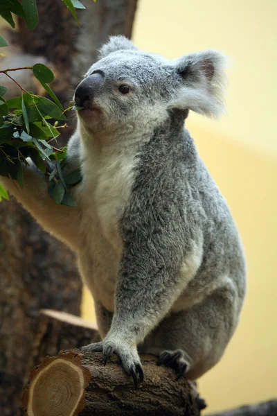 Koala eszik Rúdos ekvalipt levelei — Stock Fotó