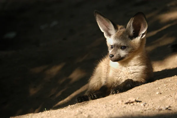 Cachorro de zorro con orejas de murciélago — Foto de Stock