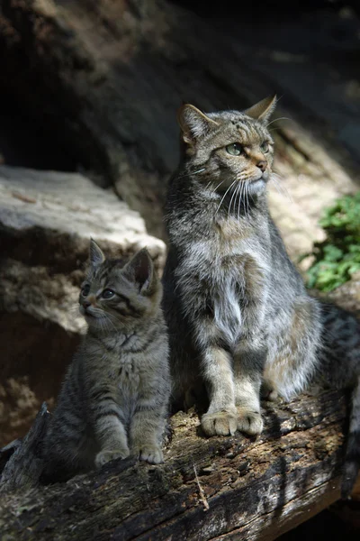 Europese wilde kat — Stockfoto