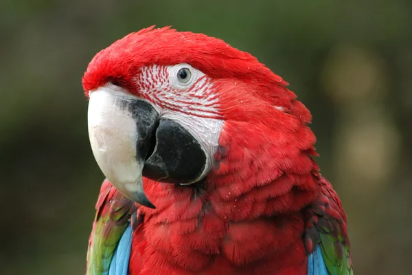 Green-winged macaw — Stock Photo, Image