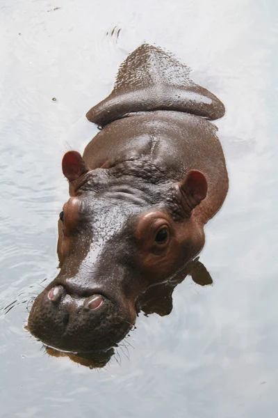 Hipopótamo (Hippopotamus amphibius ) — Foto de Stock