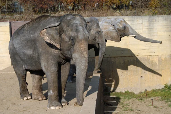 Tři sloni — Stock fotografie