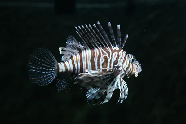 Kırmızı lionfish — Stok fotoğraf