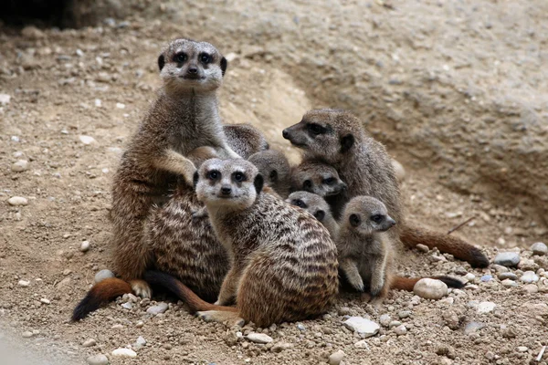 Meerkat (Suricata suricatta ) — Stok Foto