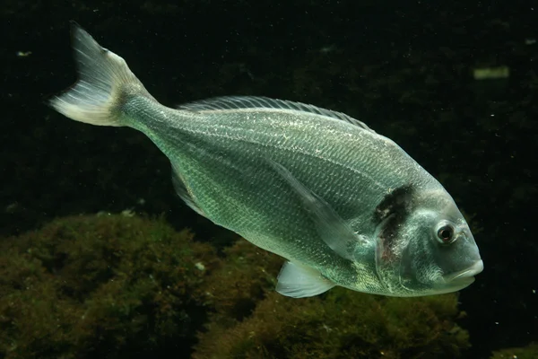 Salema porgy vis — Stockfoto