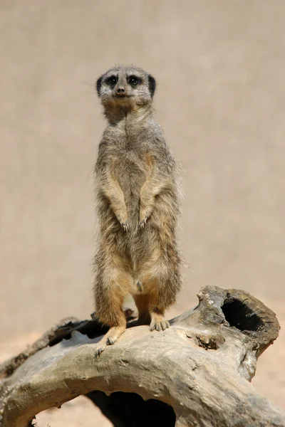 Meerkat (suricata suricatta) — Foto Stock