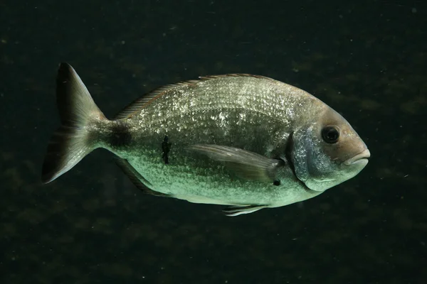Salema porgy fish — Stock Photo, Image