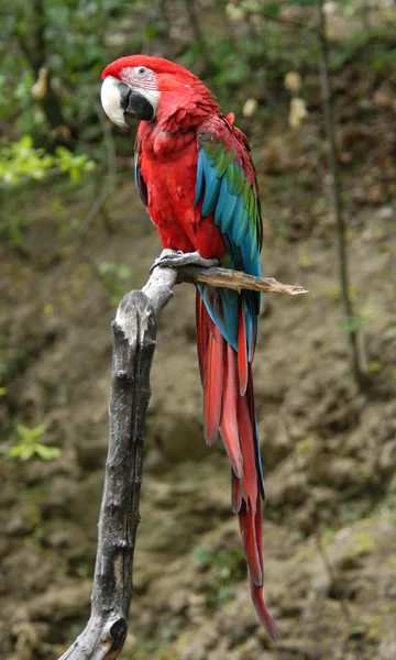 Zelená okřídlený papoušek — Stock fotografie