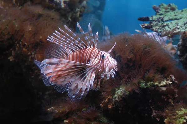 Czerwony lionfish — Zdjęcie stockowe