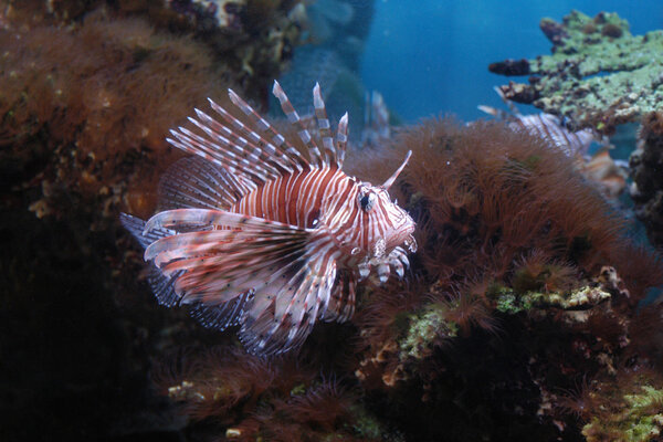 Red Lionfish