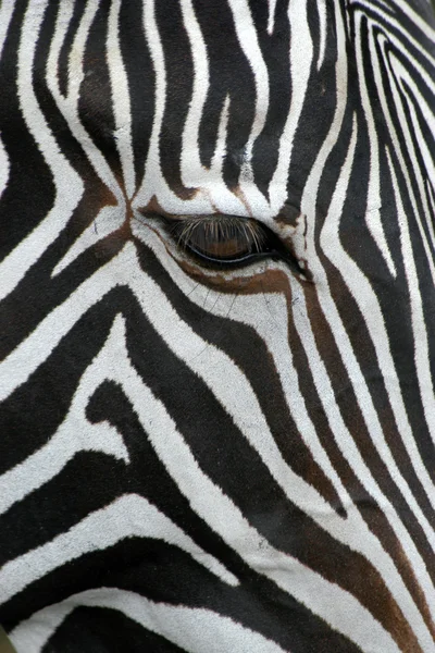 Grevy-Zebra — Stockfoto