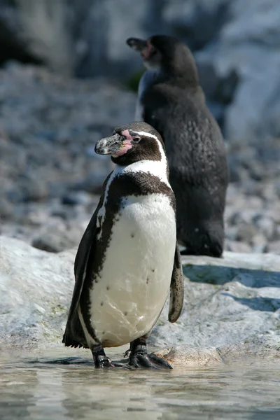Humboldt penguins — Stock Photo, Image