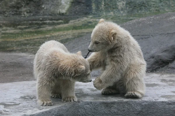 Dois filhotes de urso polar — Fotografia de Stock