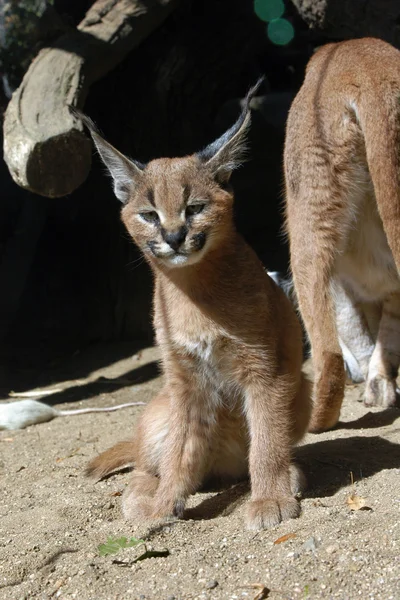 CARACAL kotě — Stock fotografie